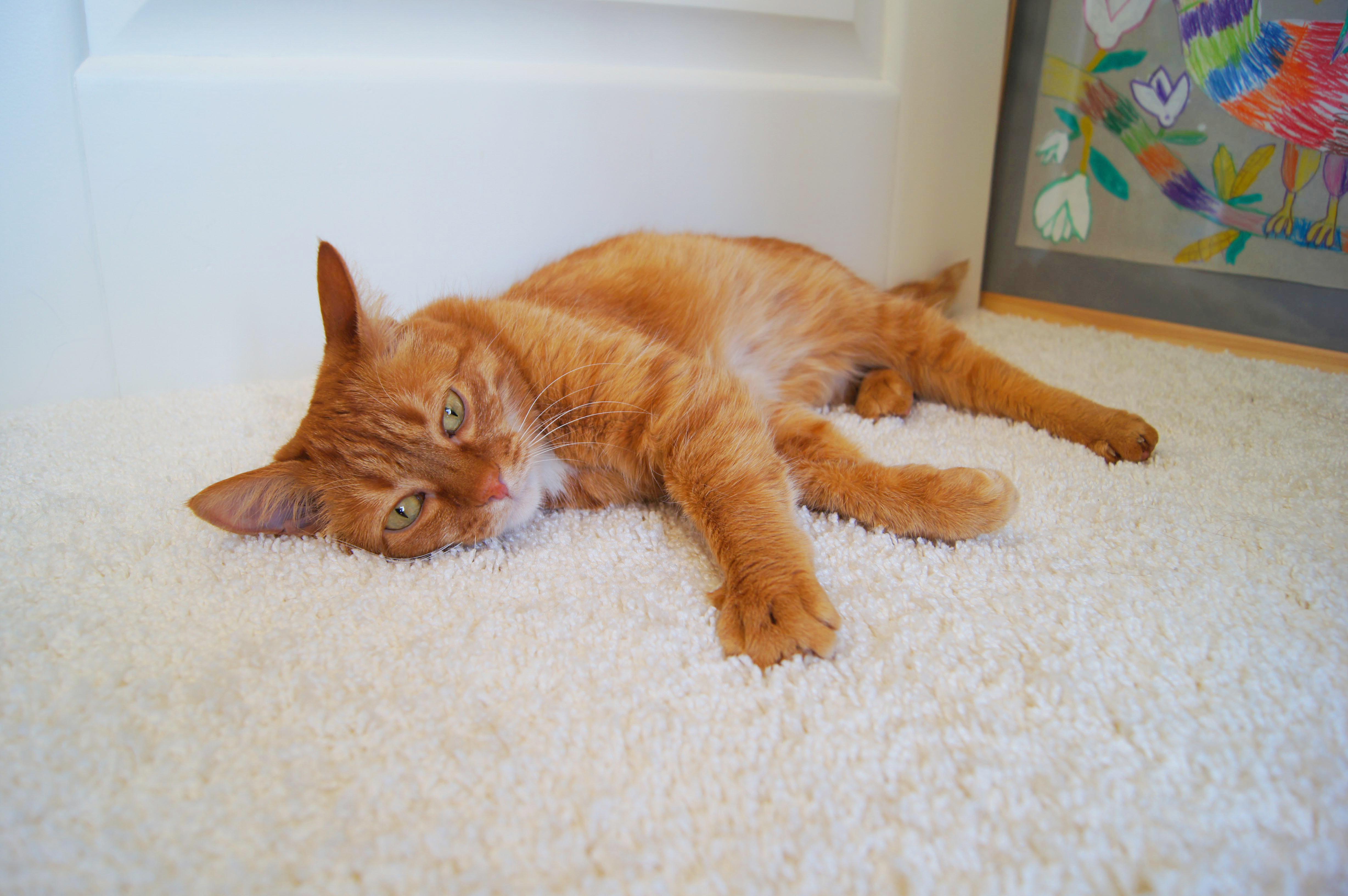 Ковролин "Зартекс" Amarena 140 бежевый (4м) — купить в Нижнем Новгороде